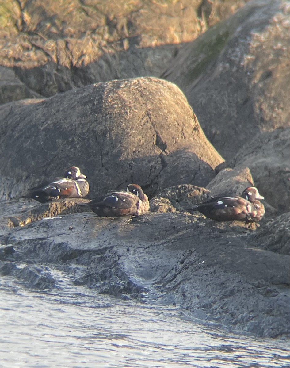 Harlequin Duck - ML641997469