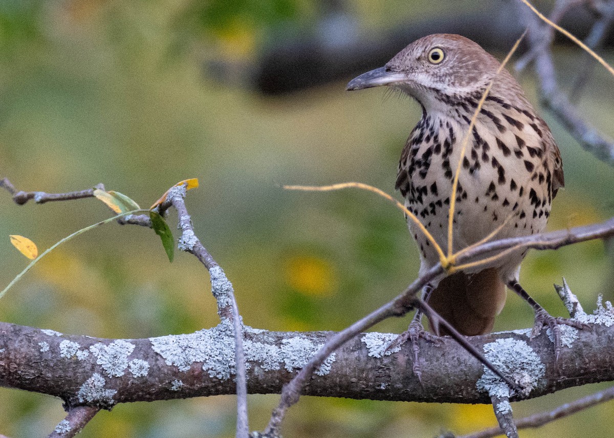 brunspottefugl - ML641997472