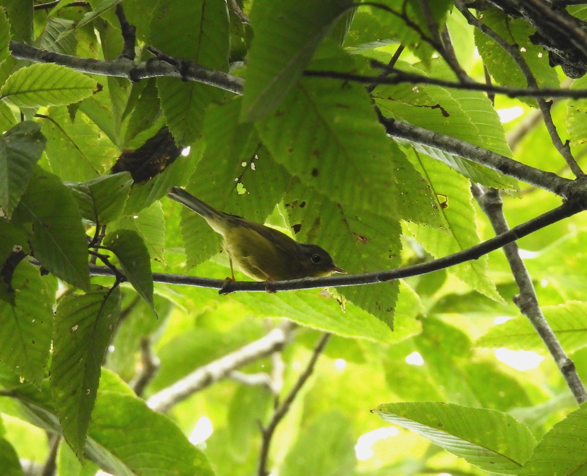 Gray-crowned/Bianchi's Warbler - ML641997476