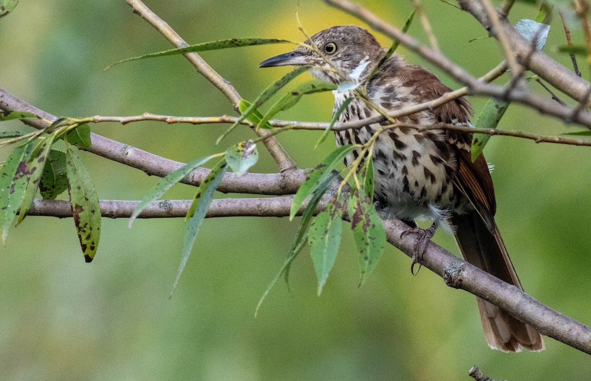 brunspottefugl - ML641997477