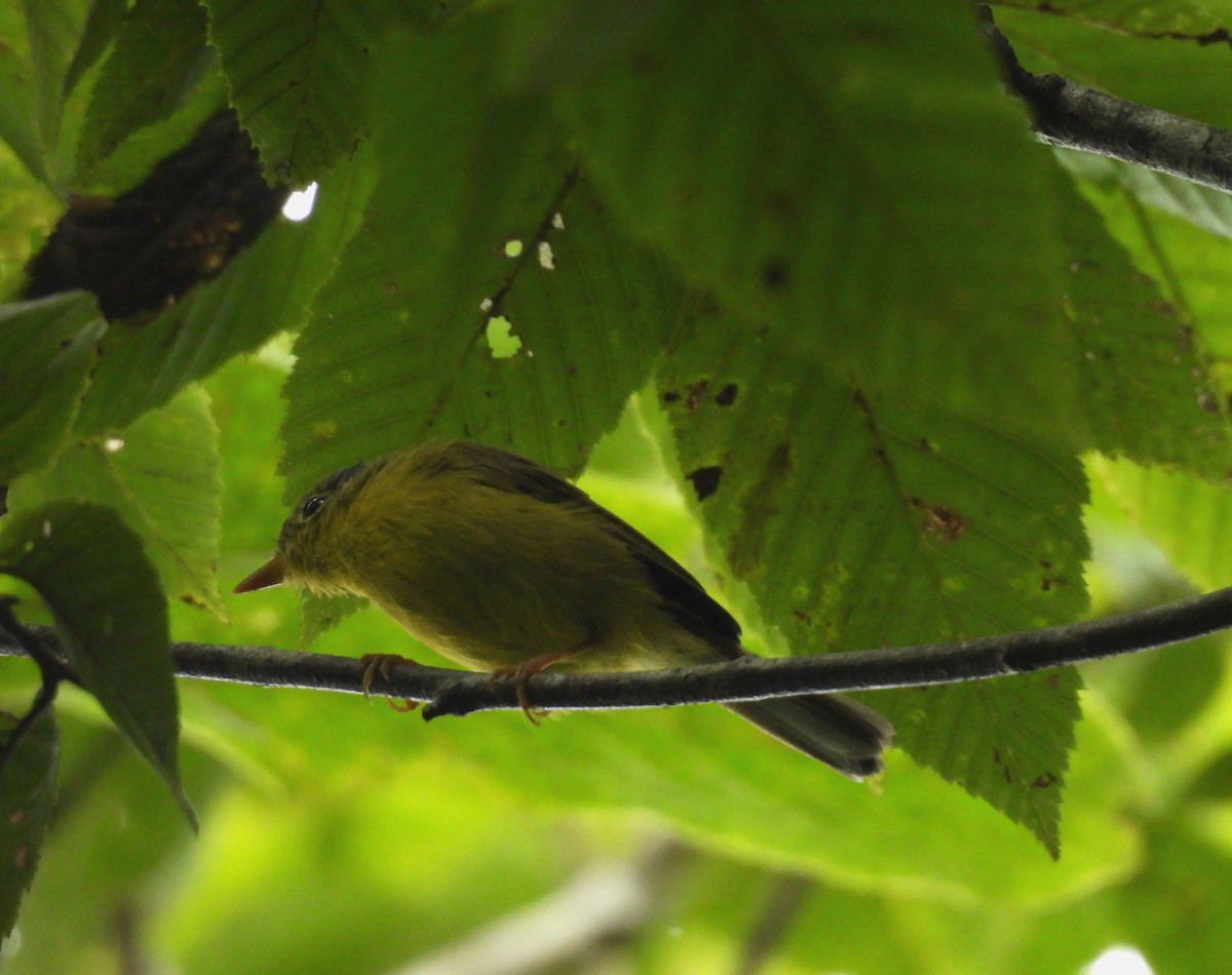 Gray-crowned/Bianchi's Warbler - ML641997482