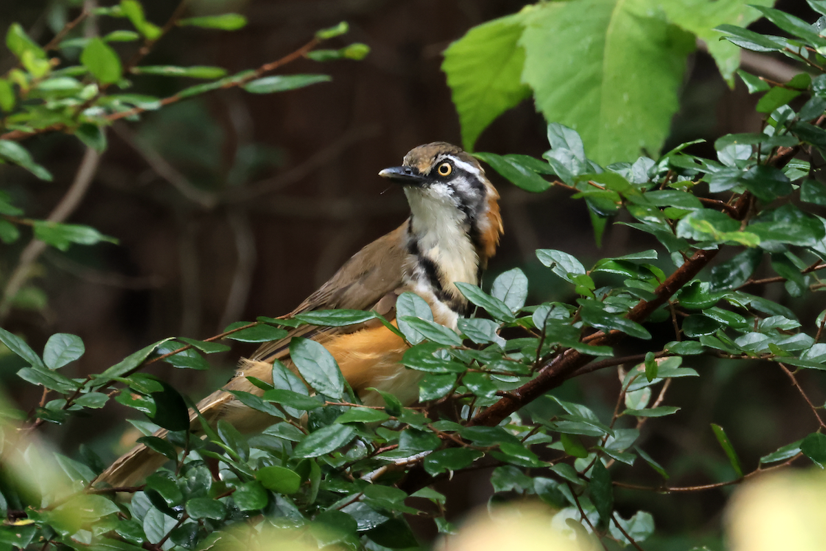 Lesser Necklaced Laughingthrush - ML641997497