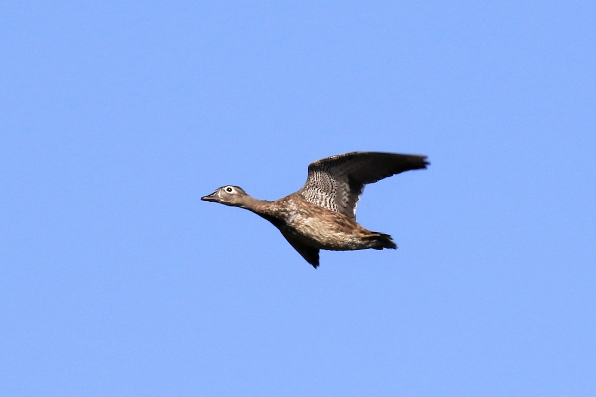Wood Duck - ML641997505