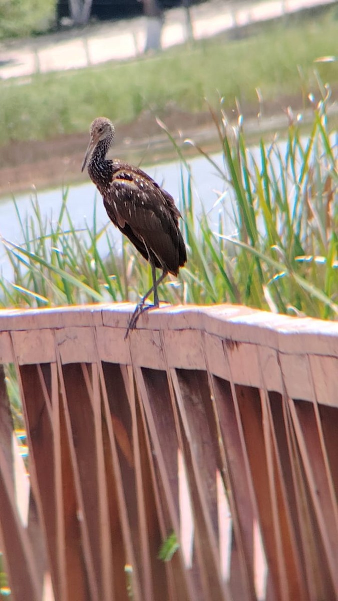 Limpkin - ML641997514