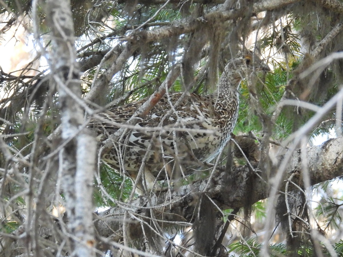 grouse sp. - ML641997522