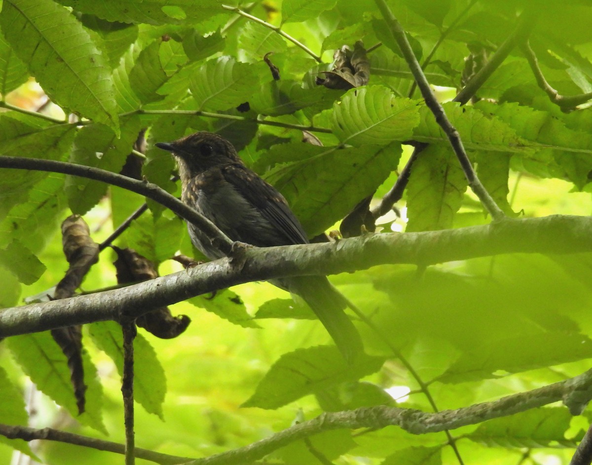 Pale Blue Flycatcher - ML641997529