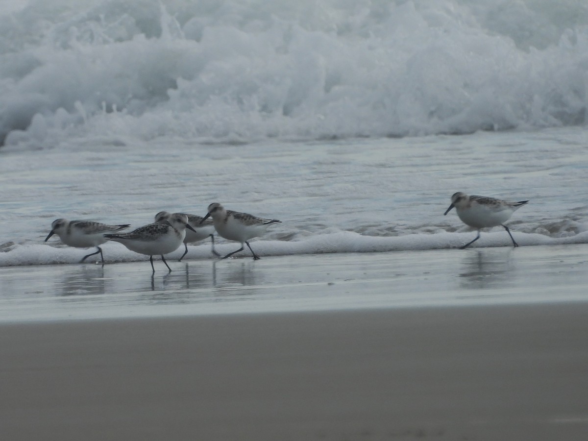 Sanderling - ML641997530