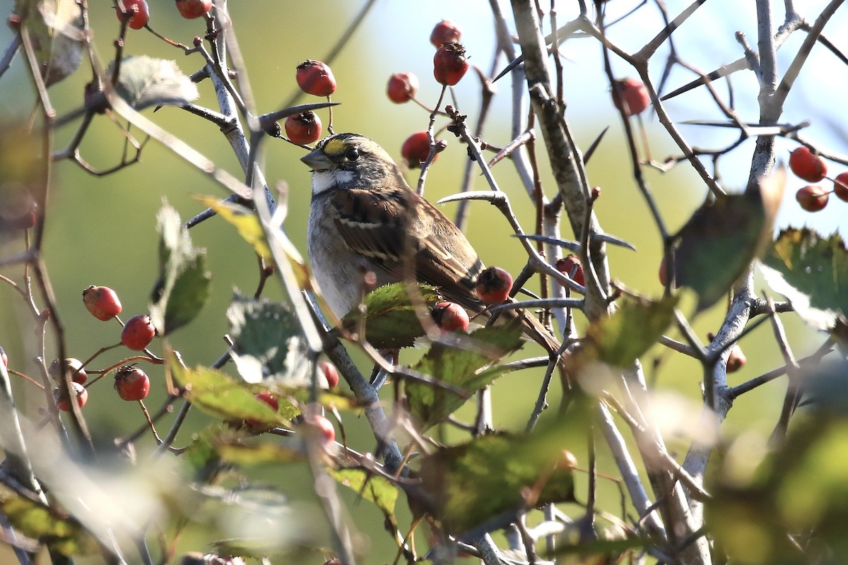 White-throated Sparrow - ML641997531