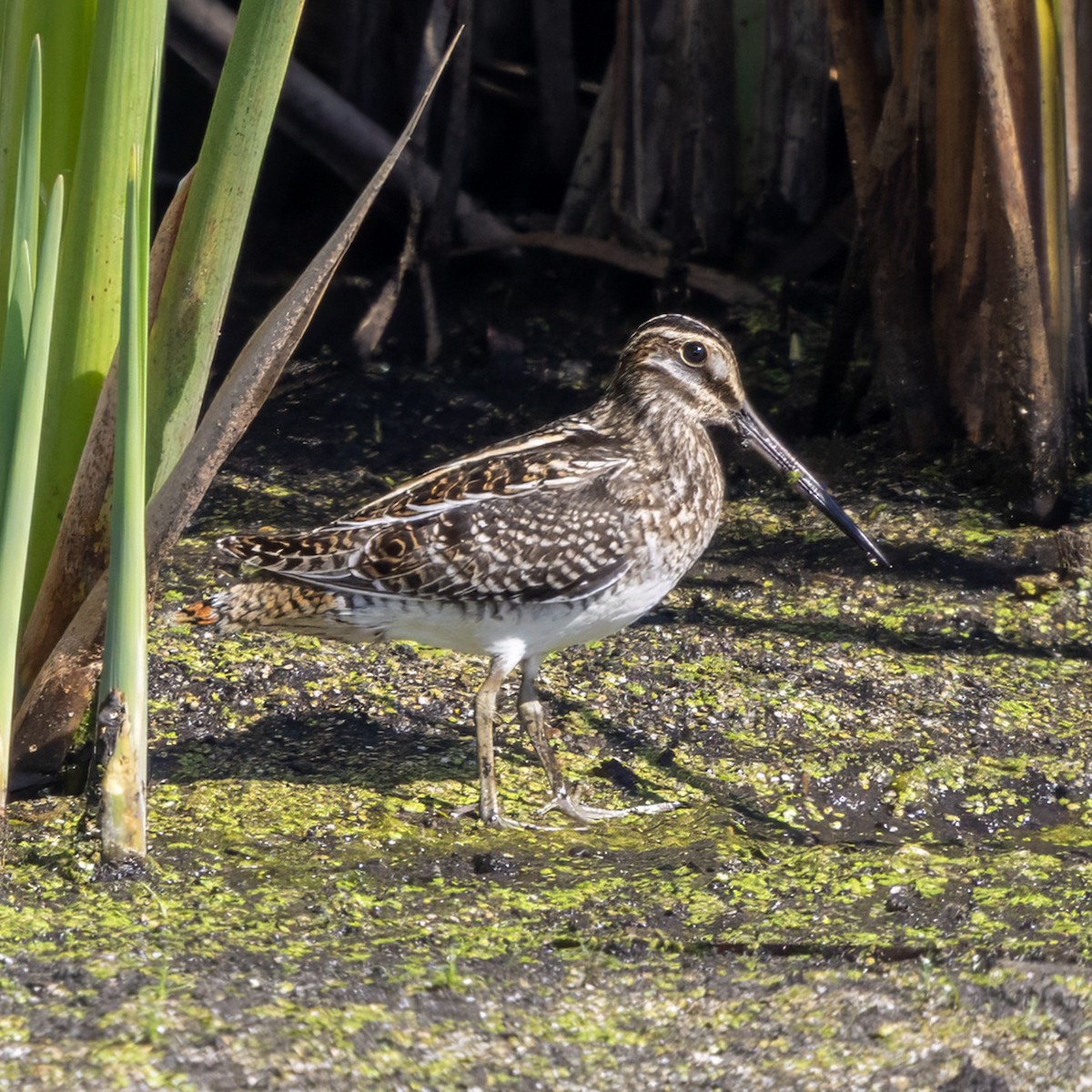 Wilson's Snipe - ML641997532