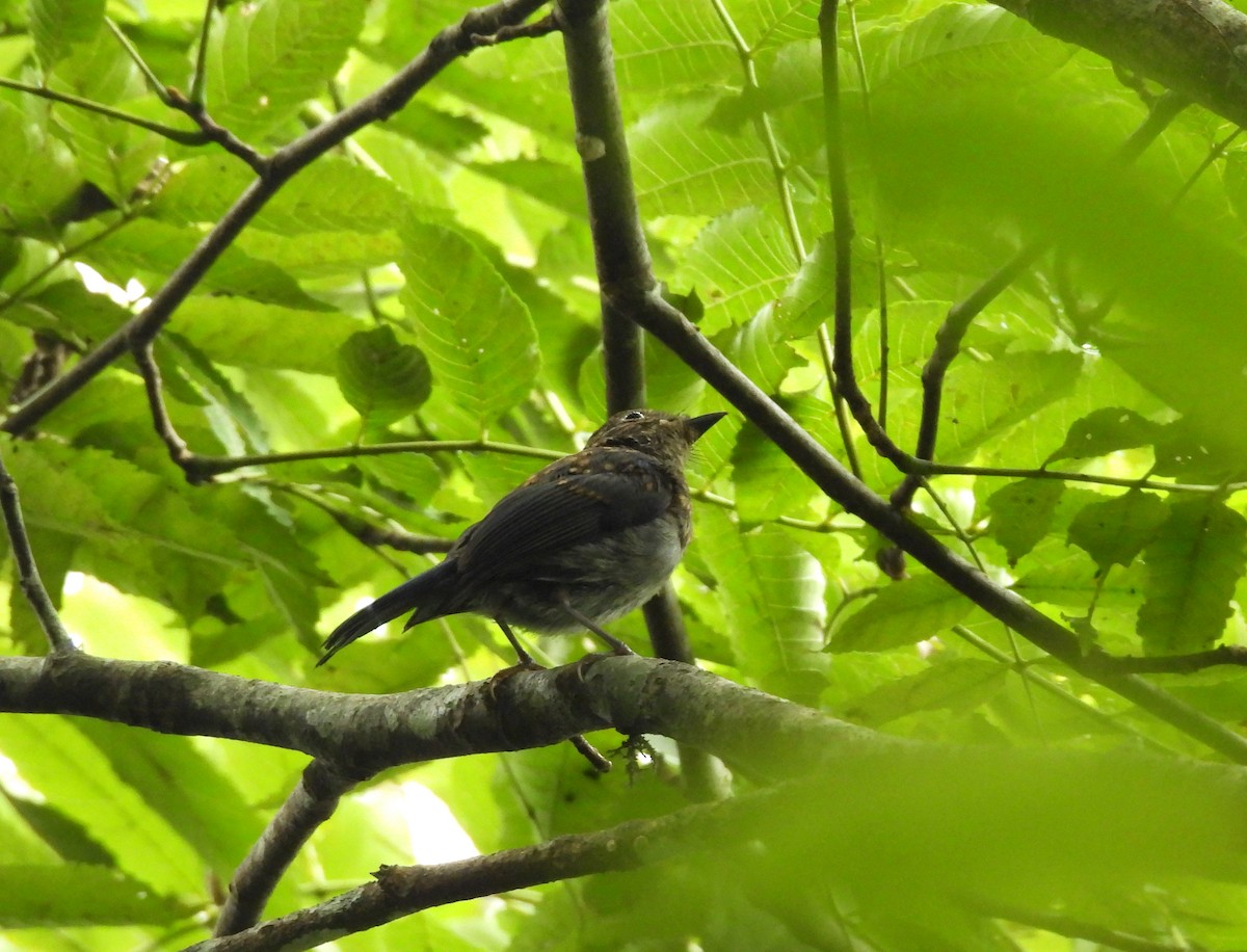 Pale Blue Flycatcher - ML641997536