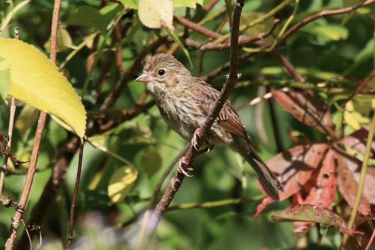 Song Sparrow - ML641997541