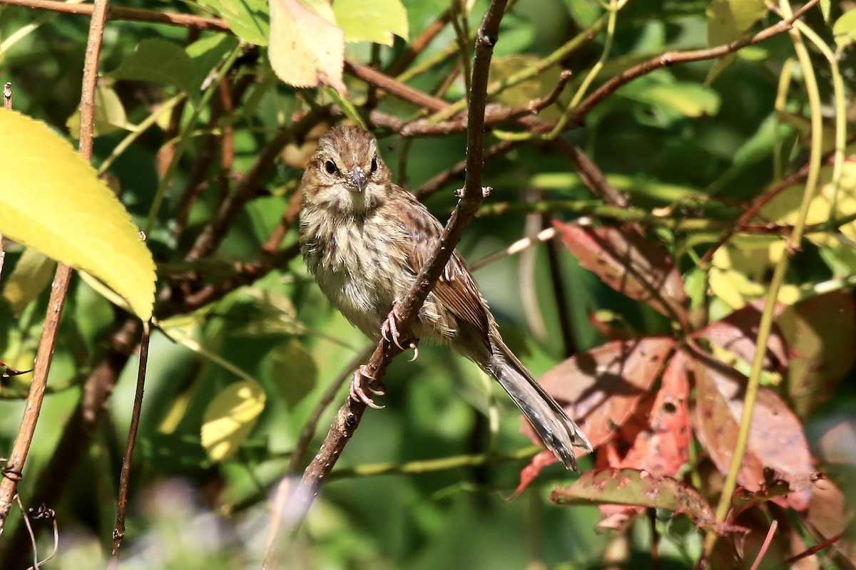Song Sparrow - ML641997542
