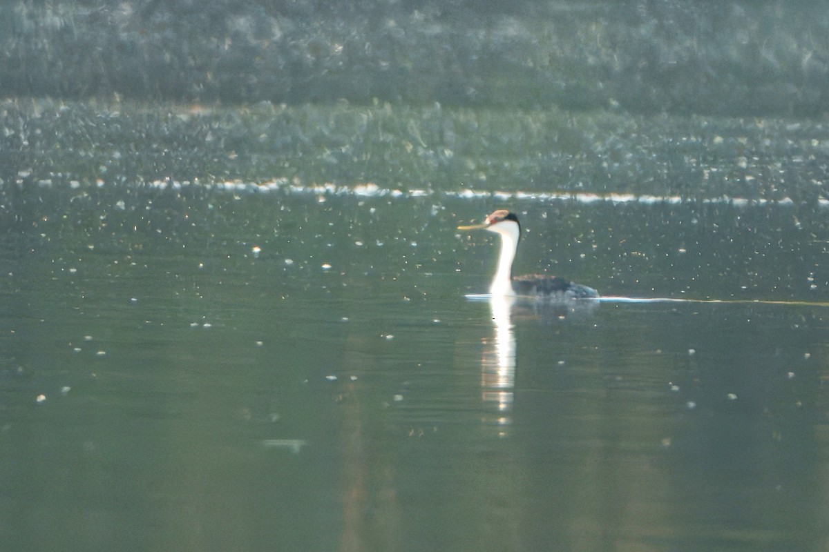 Western Grebe - ML641997546