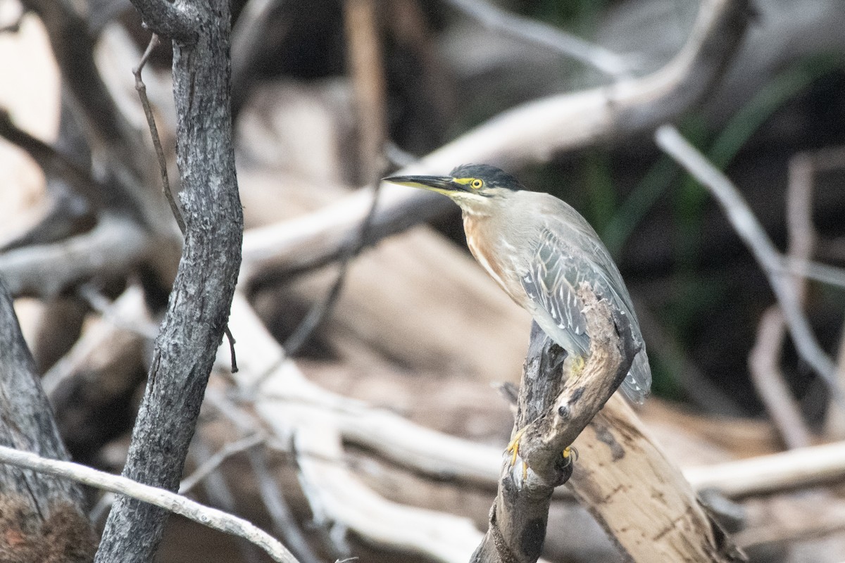 Striated Heron (South American) - ML641997548