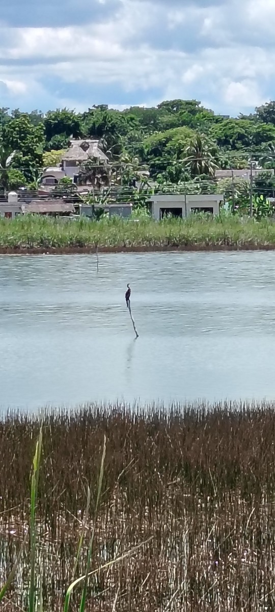 Anhinga - ML641997549
