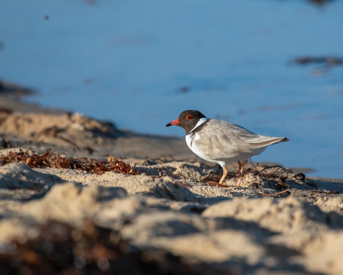 Hooded Plover - ML641997550