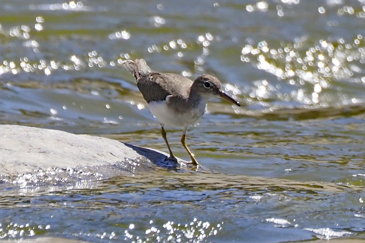 Spotted Sandpiper - ML641997552