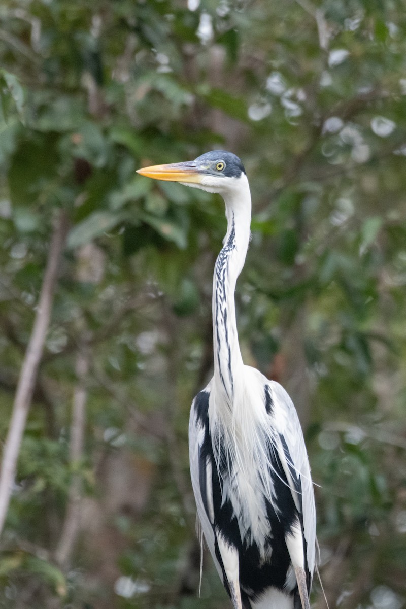 Cocoi Heron - ML641997553