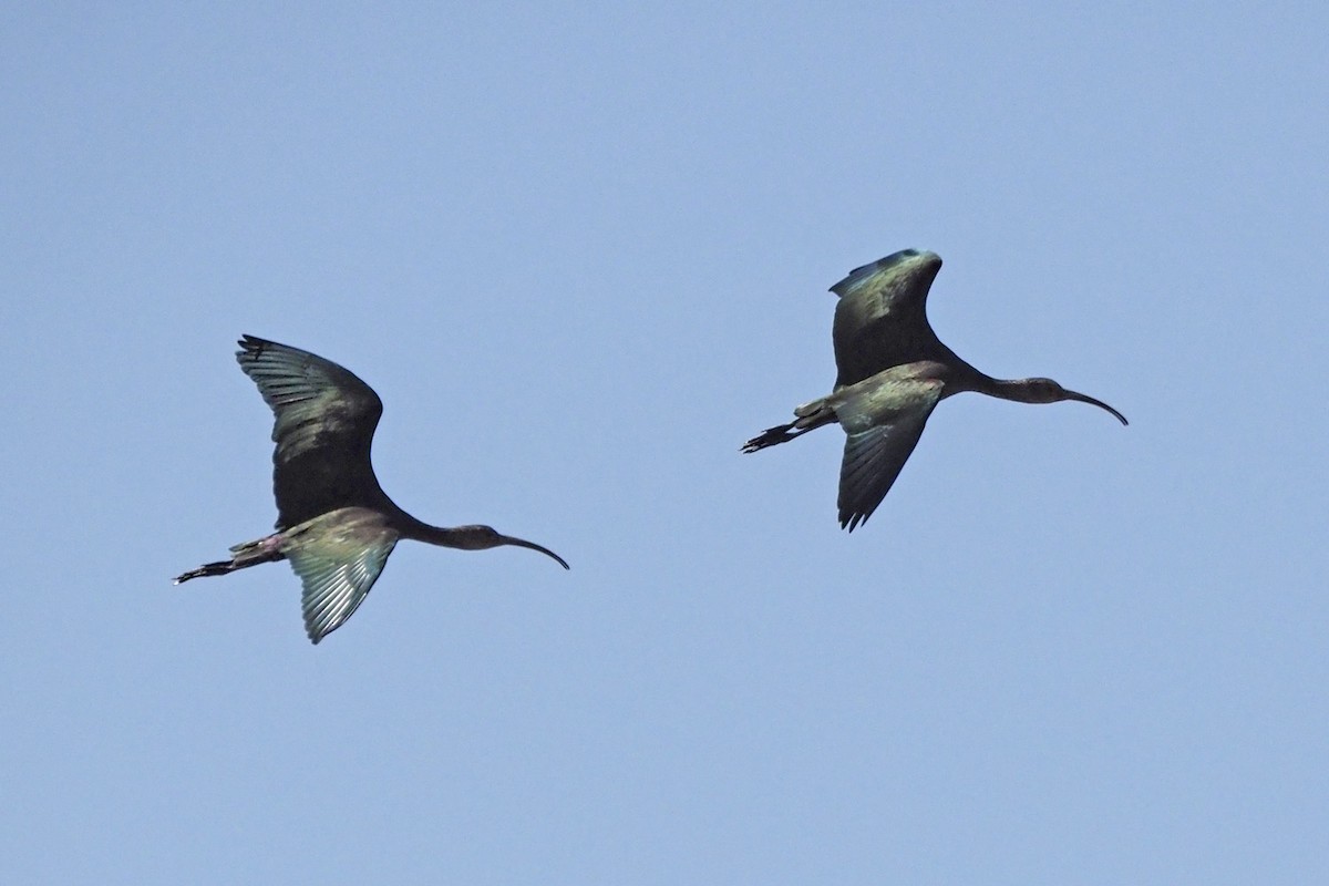 White-faced Ibis - ML641997554