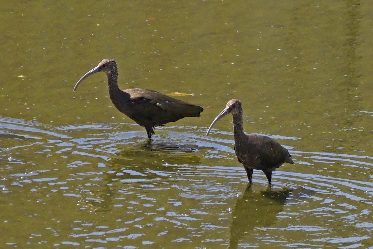 White-faced Ibis - ML641997555