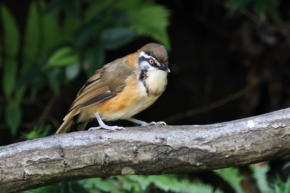 Lesser Necklaced Laughingthrush - ML641997558