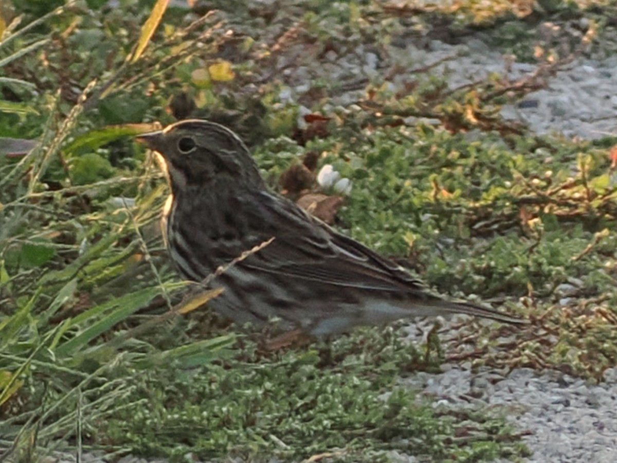 Savannah Sparrow - ML641997560