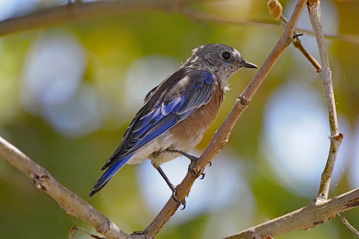 Western Bluebird - ML641997561