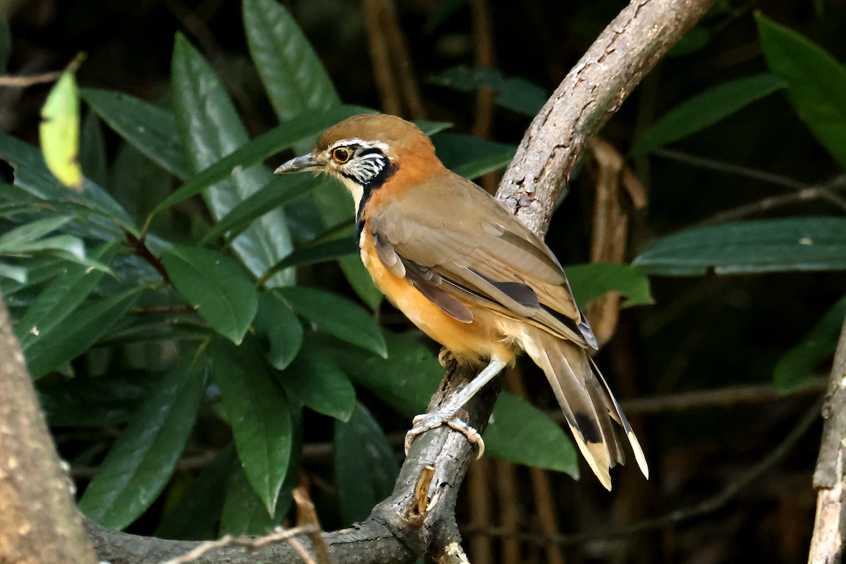 Greater Necklaced Laughingthrush - ML641997562