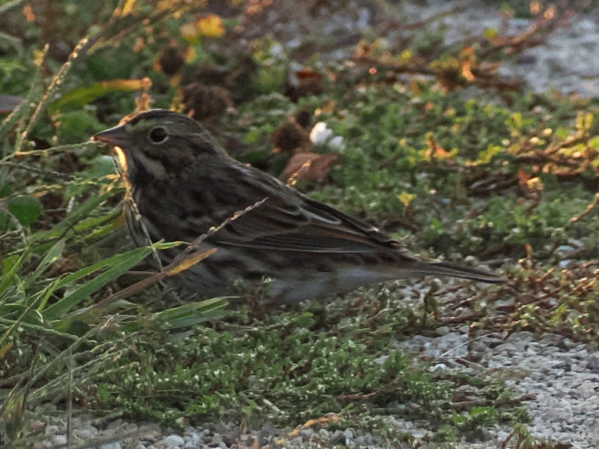 Savannah Sparrow - ML641997563