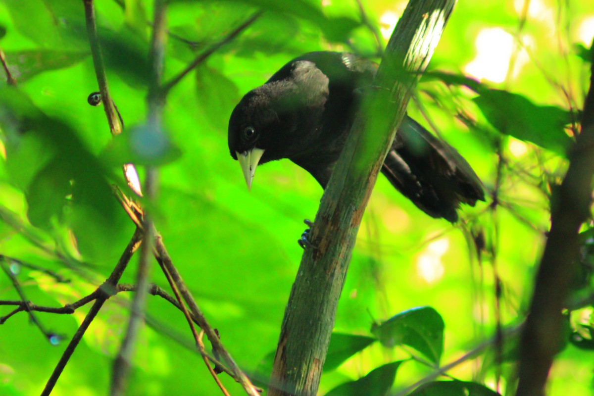 Yellow-billed Cacique - ML641997564