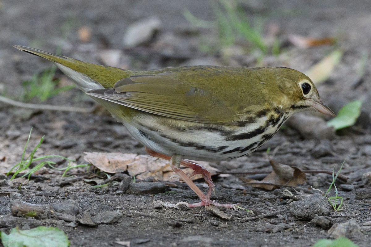 Ovenbird - ML641997567
