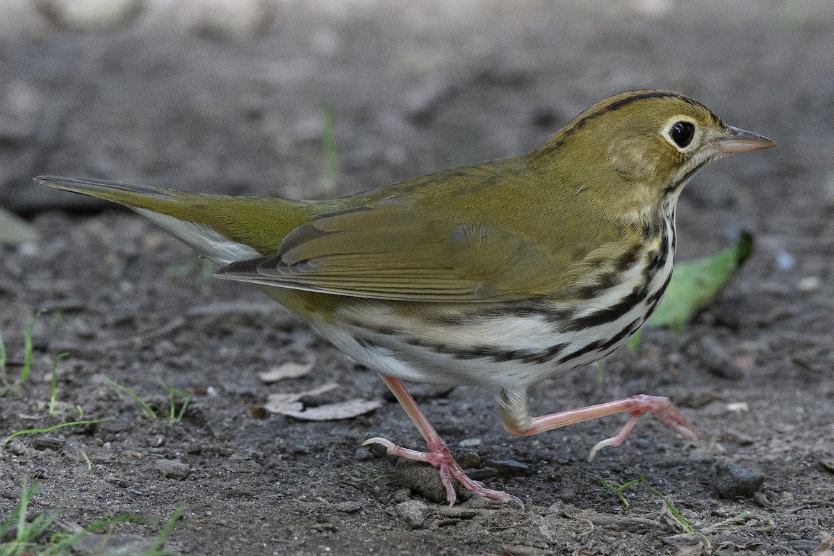 Ovenbird - ML641997569