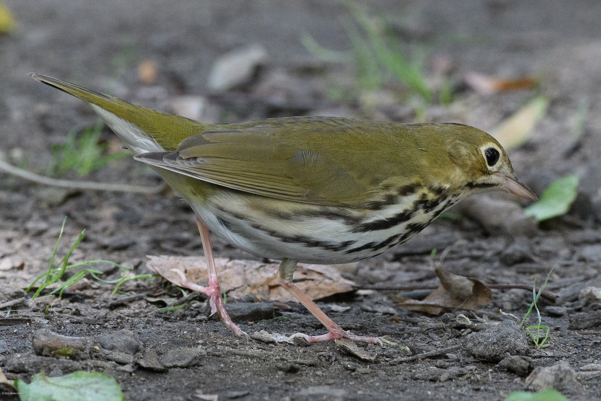 Ovenbird - ML641997570
