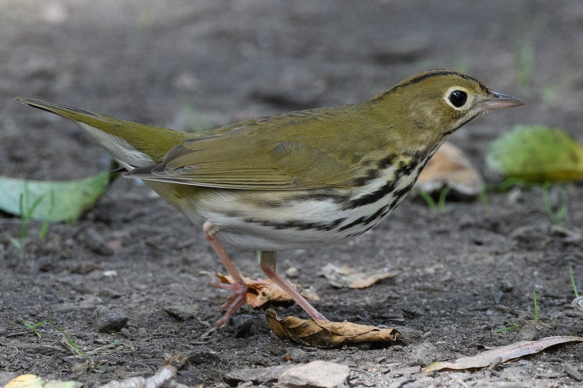 Ovenbird - ML641997571