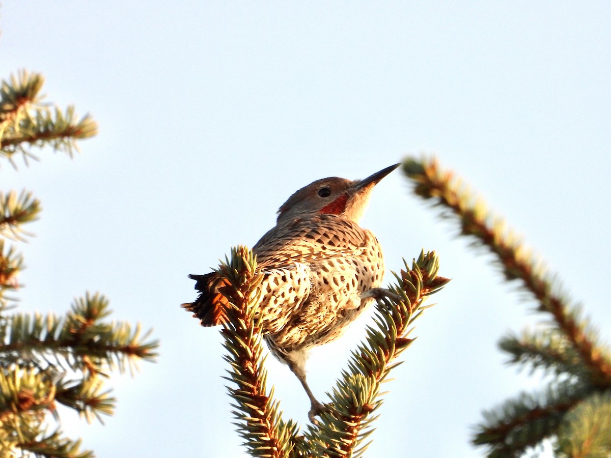 Northern Flicker (Red-shafted) - ML641997572