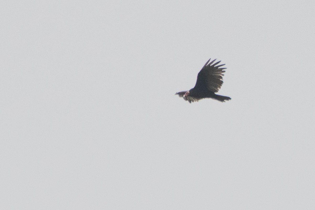Turkey Vulture (Tropical) - ML641997573