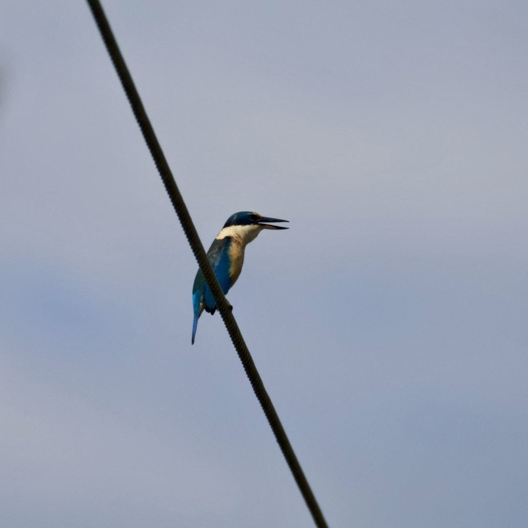 Sacred Kingfisher - ML641997575