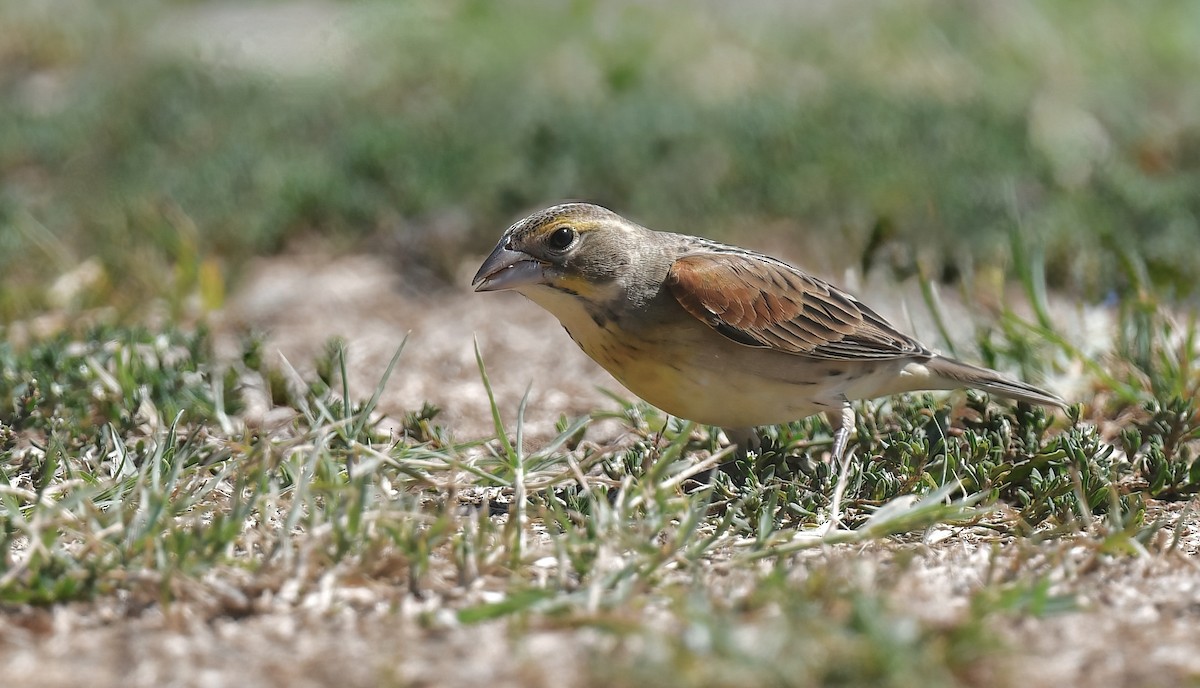 Dickcissel - ML641997580
