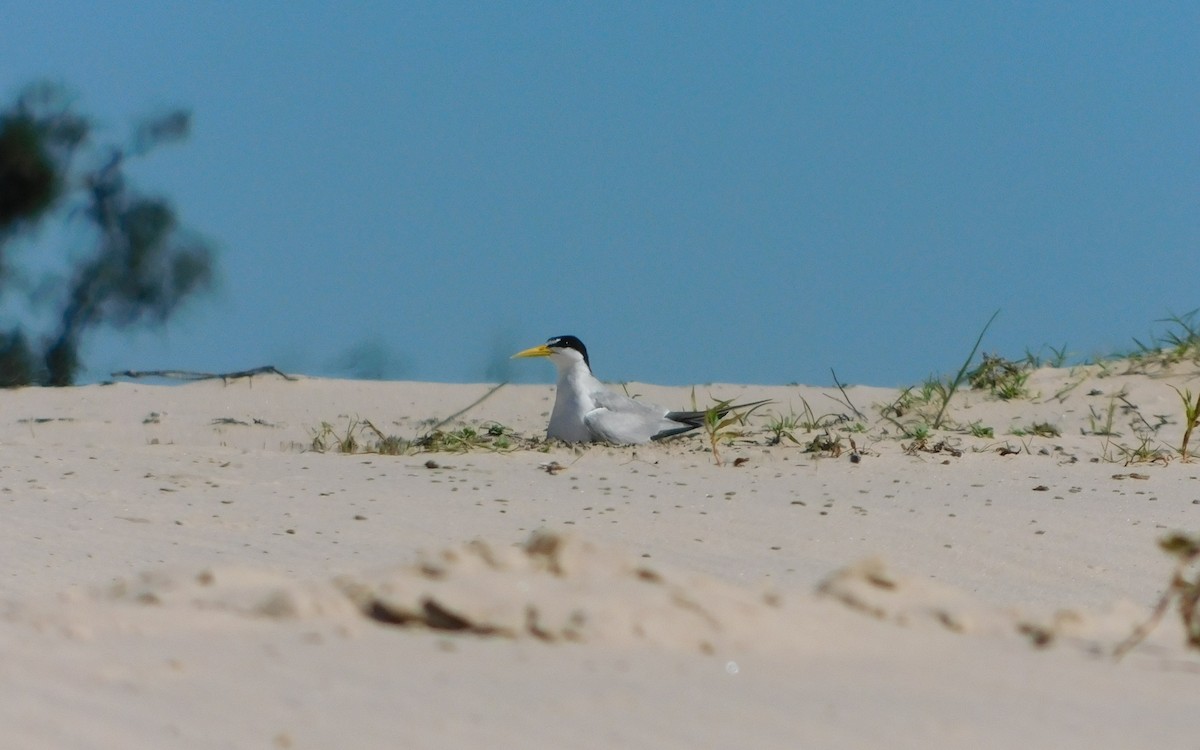 Yellow-billed Tern - ML641997605