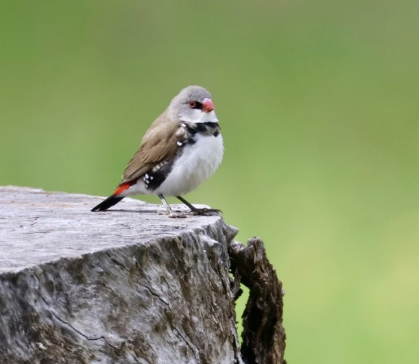 Diamond Firetail - ML641997606