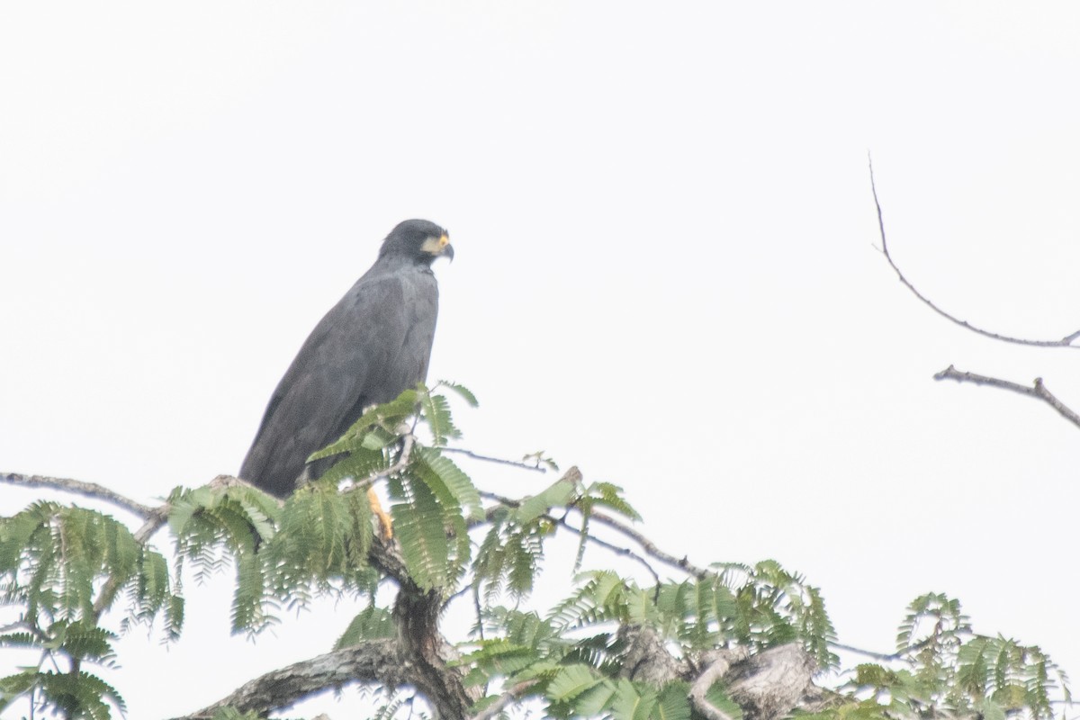 Great Black Hawk - ML641997608