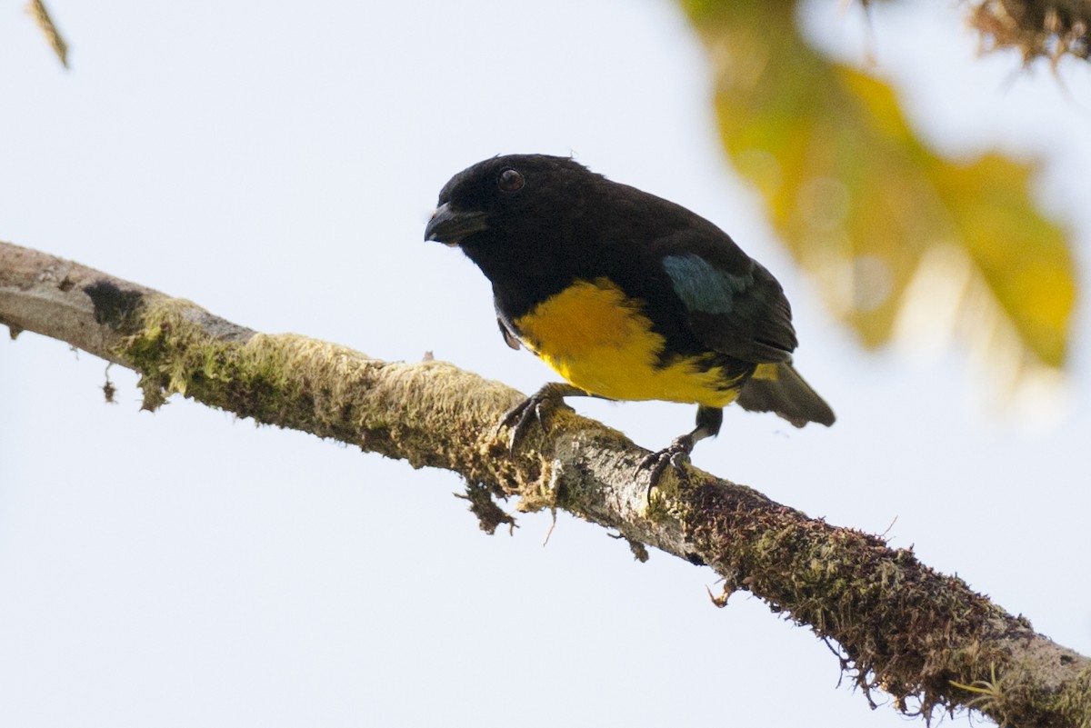 Black-and-gold Tanager - ML641997609