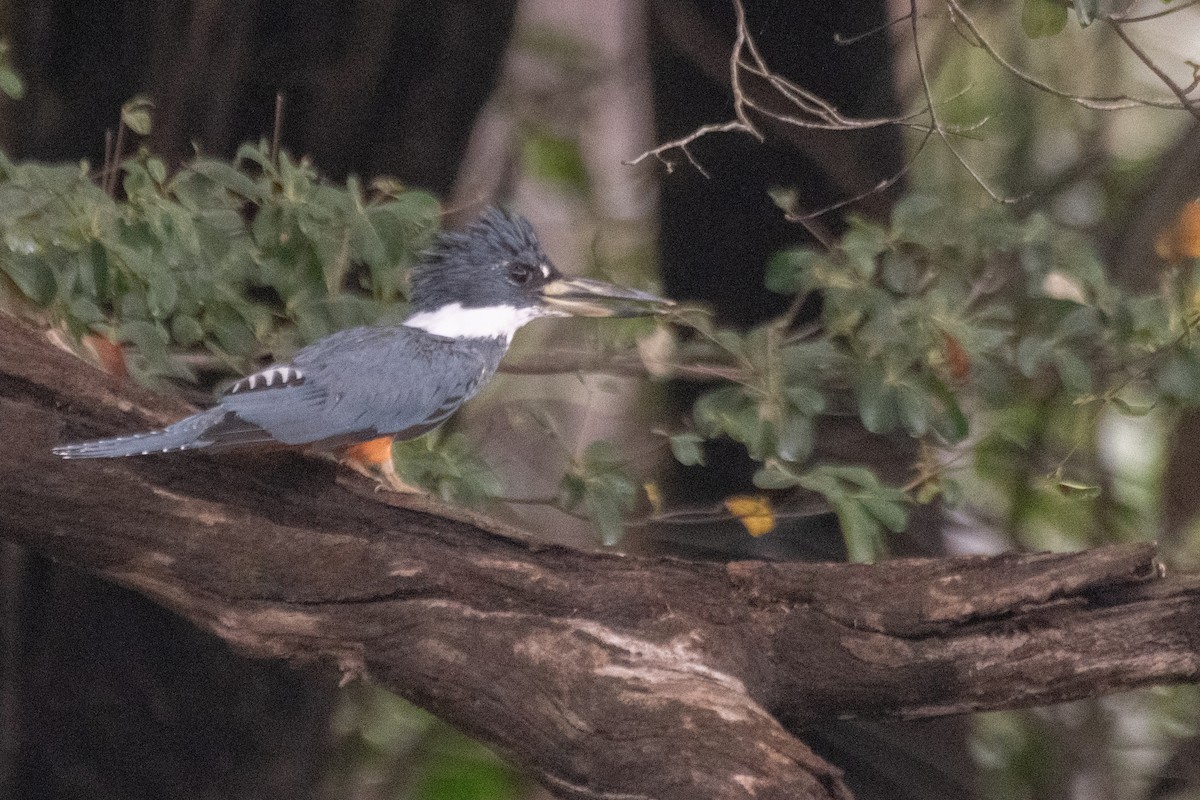 Ringed Kingfisher - ML641997618