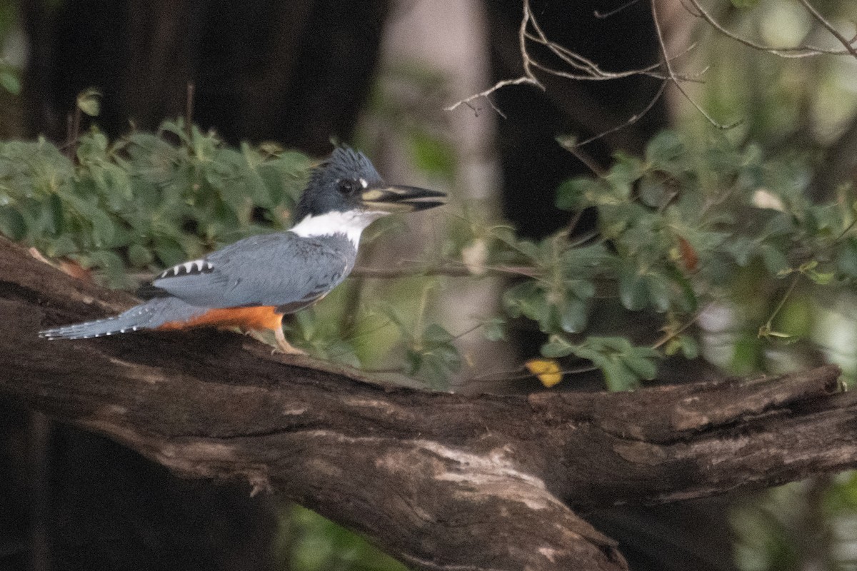 Ringed Kingfisher - ML641997619