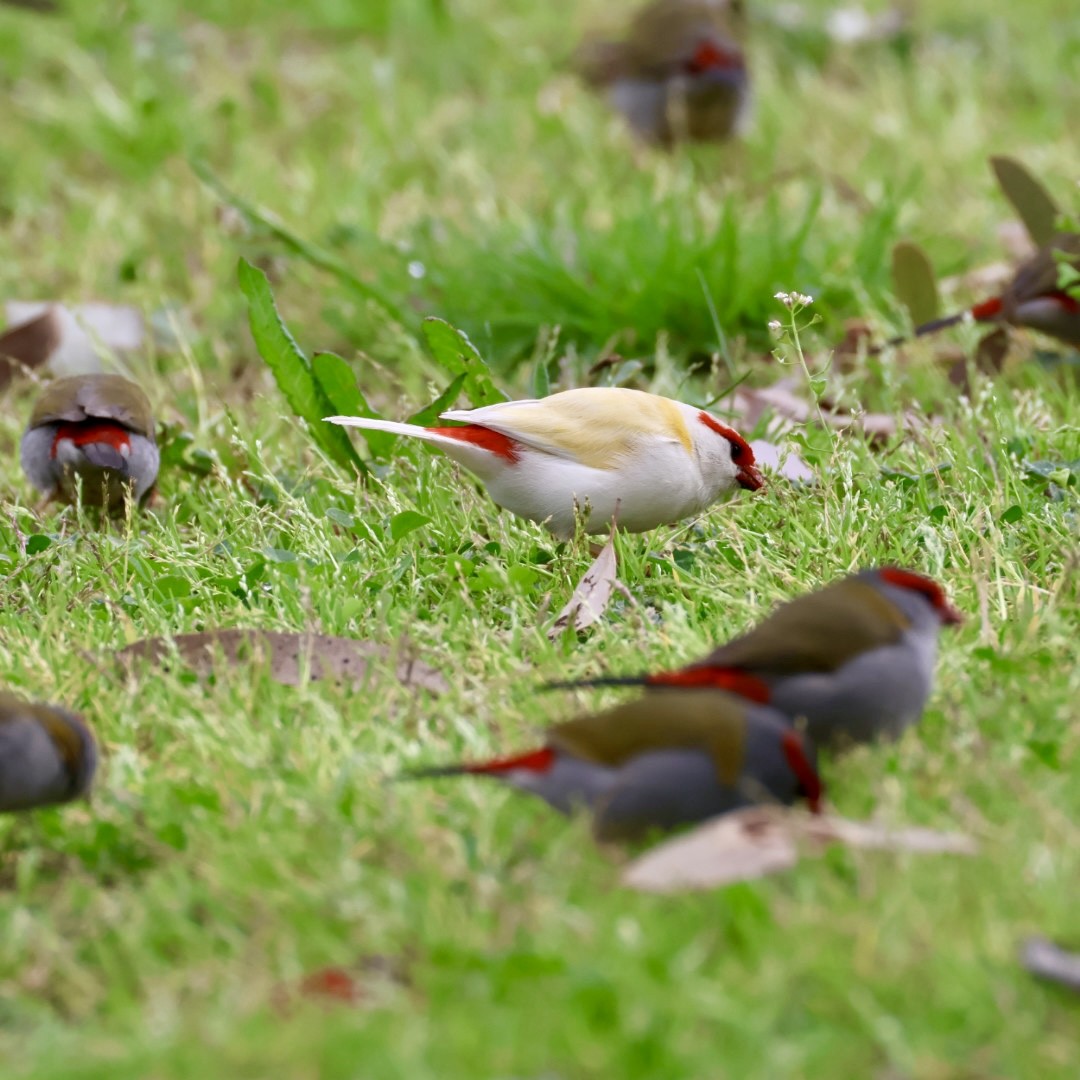Red-browed Firetail - ML641997622