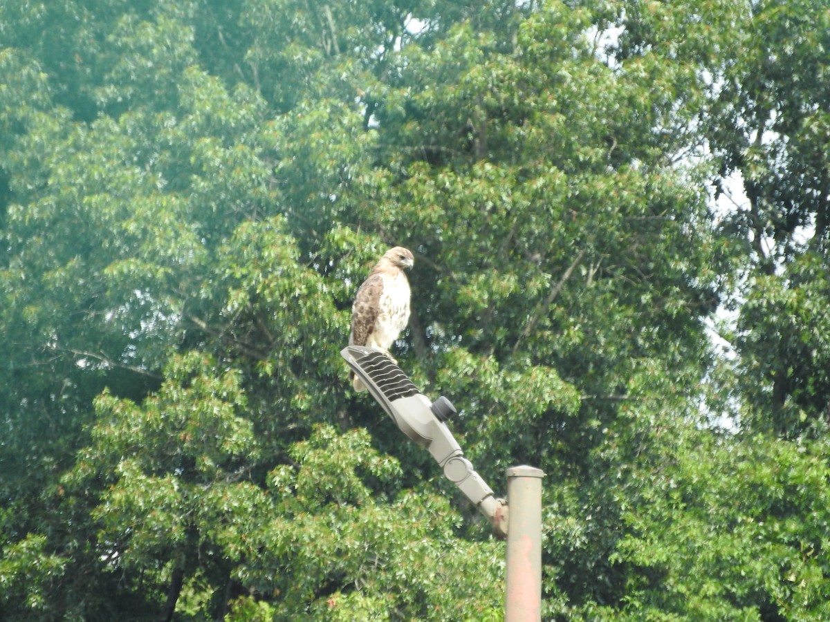 Red-tailed Hawk - ML641997628
