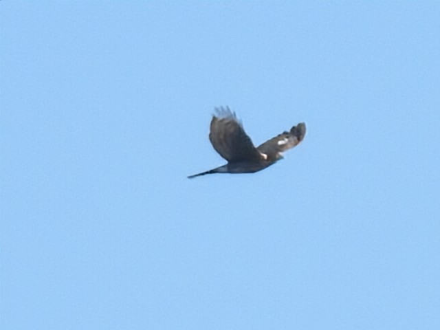 Cooper's Hawk/American Goshawk - ML641997630