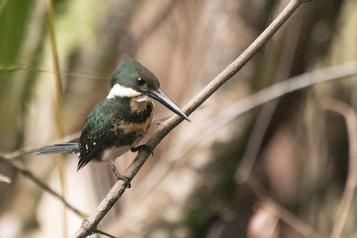 Green Kingfisher - ML641997632