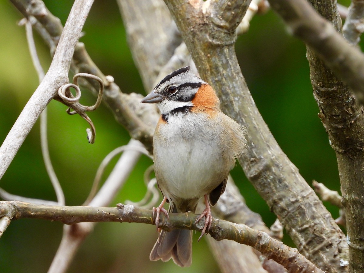Rufous-collared Sparrow - ML641997635