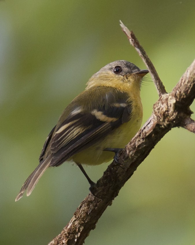 Handsome Flycatcher - ML641997643